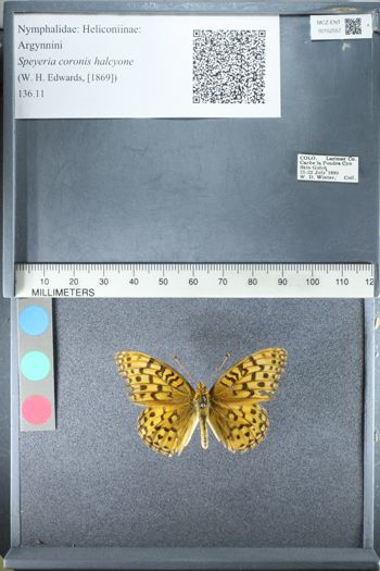 Media type: image;   Entomology 152557